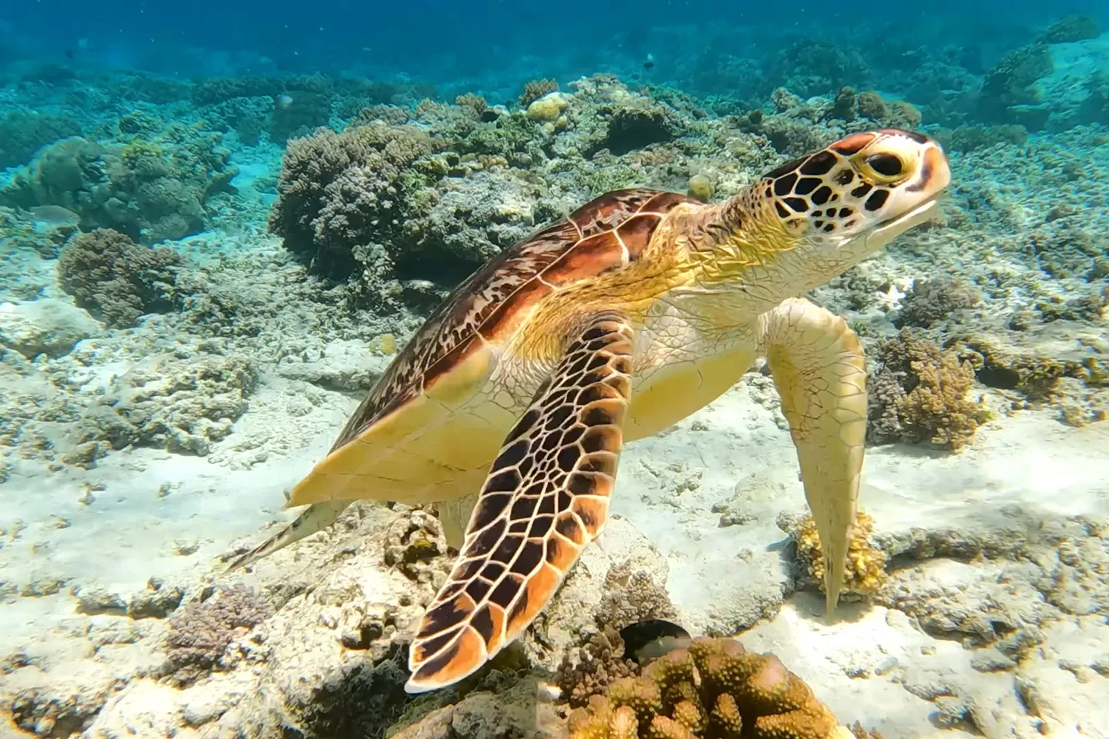 A sea turtle gliding over a coral reef, holding its line above the structure below