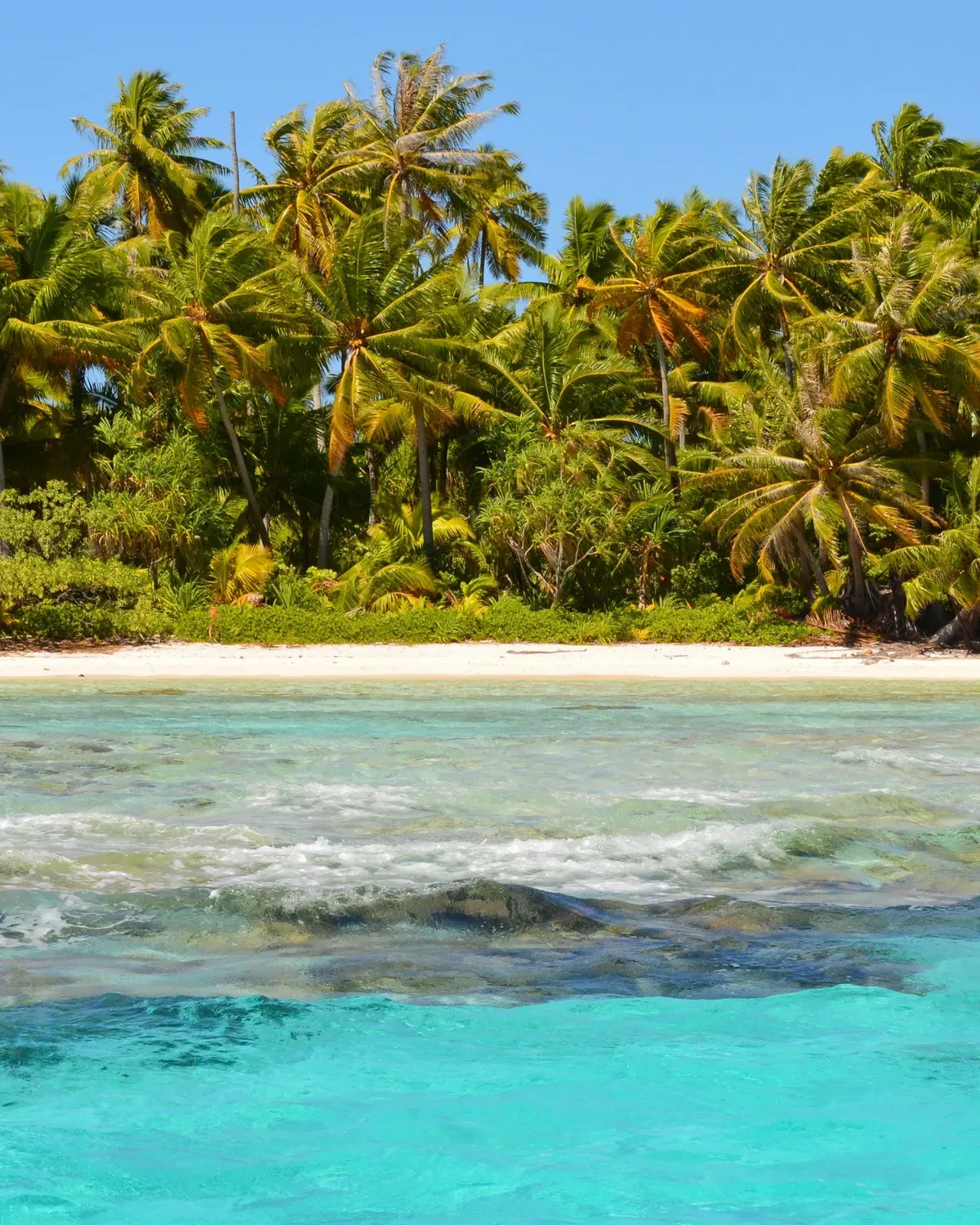 Green palms leaning over a beach in French Polynesia, turquoise water behind them