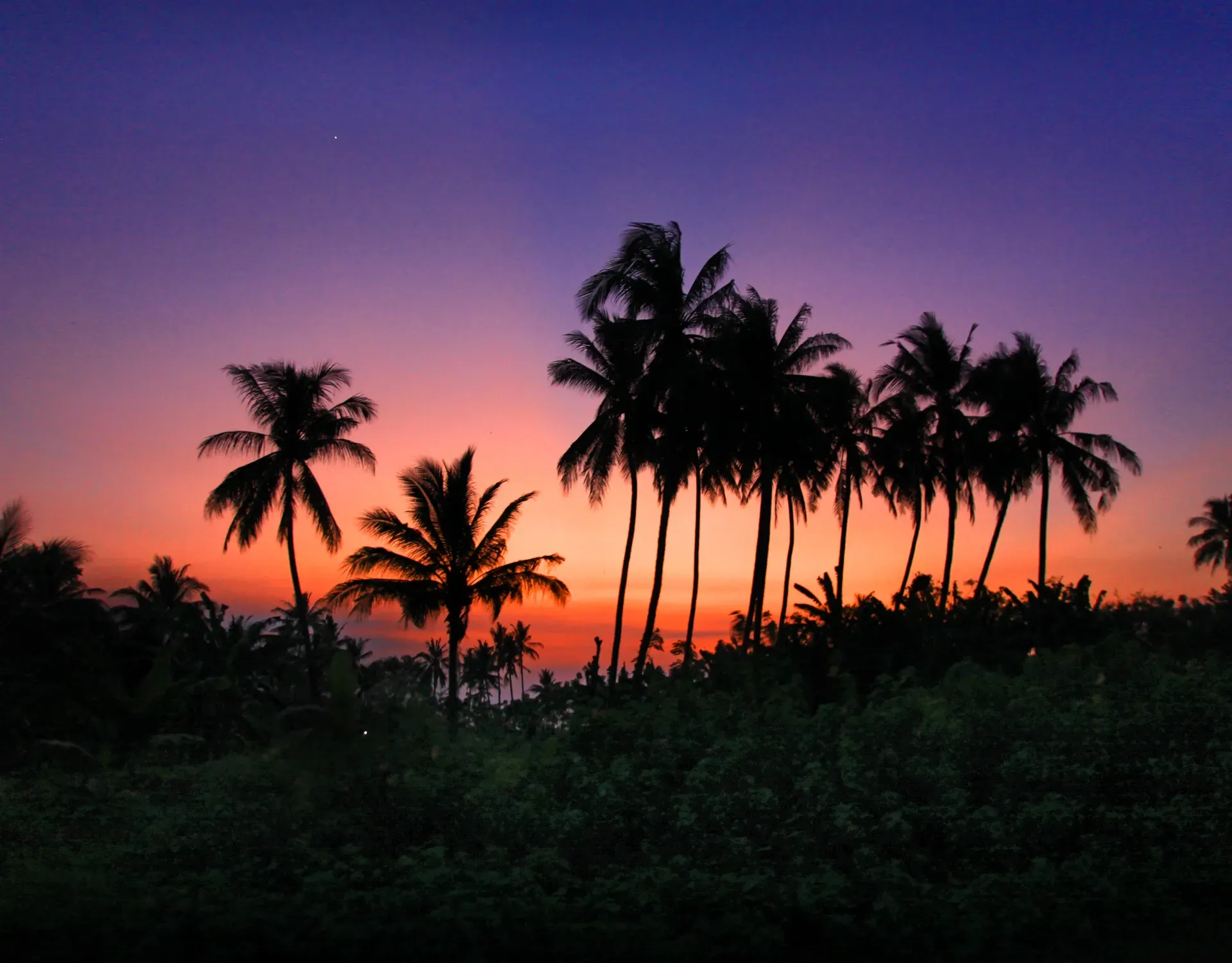 Palm trees in silhouette against a tropical sunset, their crowns stacked in tiers up the orange sky